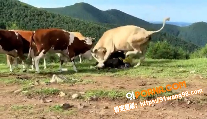 网络热瓜！五台山一男子拿...（4）