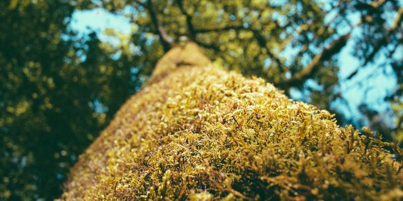 商务沟通中的情商管理：识别、理解与回应职场情绪