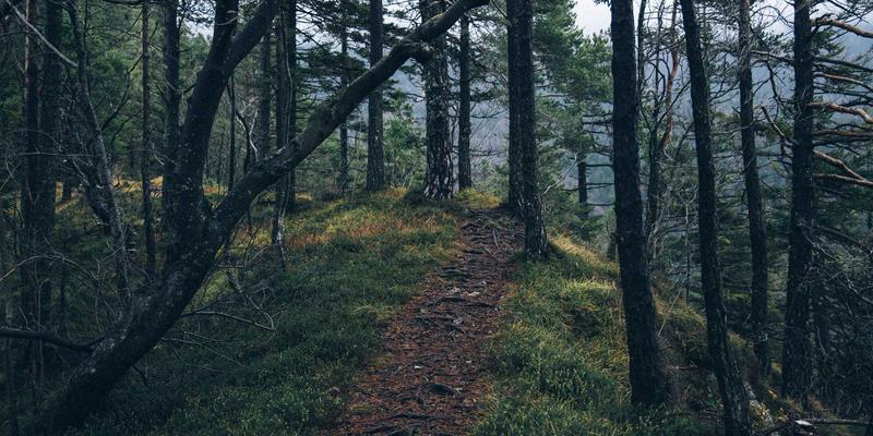 非暴力沟通在商业场景中的应用：化解冲突与建立信任的企业管理指南